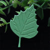 Leaves cutting embossing dies 8 pcs set - Luxy Kraft